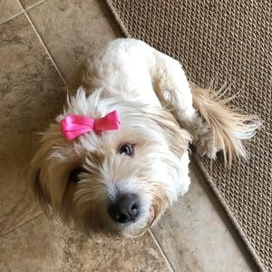 Meet your Posher, Lacey